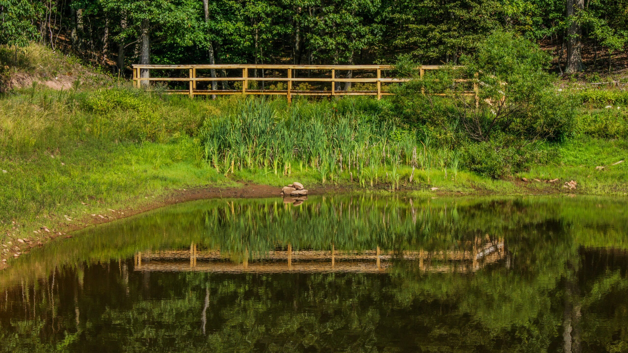 Catch and Release Pond